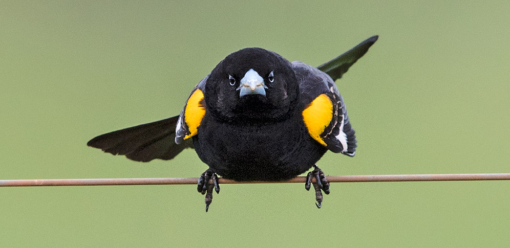 White-winged Widowbird male